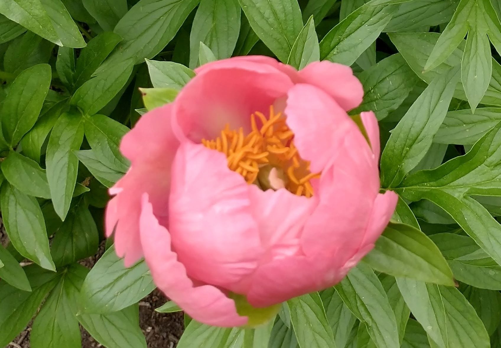 photo of peony blossoming