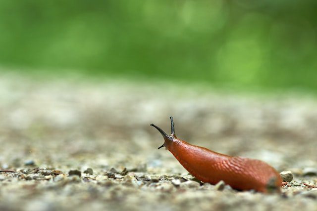 photo of a garden slug